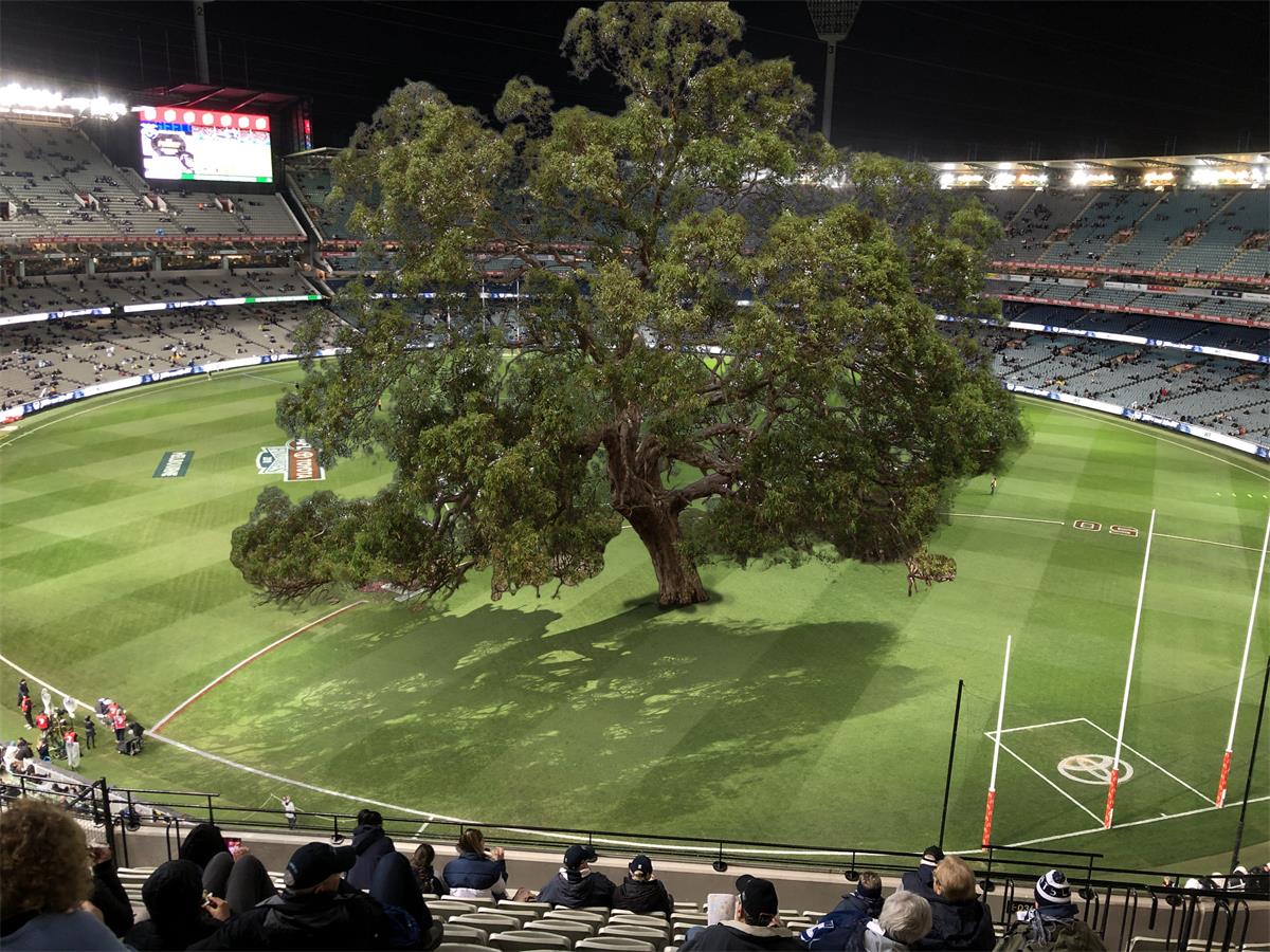 It's been 161 years since a River Red Gum has been seen on the 2ha paddock called the MCG. 